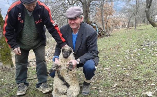 U Foči na imanju Muje Čavrka rođeno janje sa pet nogu