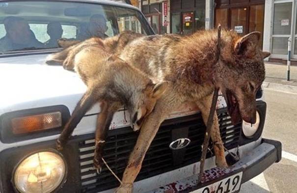 FOTOGRAFIJE ZAPANJILA BALKAN: Lovci iz Trebinja ubili vuka i lisicu, pa ih na haubi `Lade` vozali kroz centar grada!