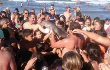 Užas: Turisti skrivili smrt malenog delfina, trebao im za selfija