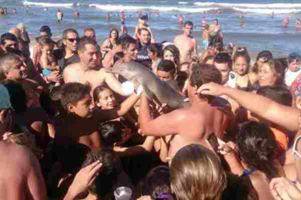 Užas: Turisti skrivili smrt malenog delfina, trebao im za selfija