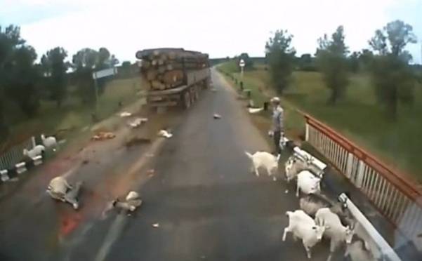 ŠOKANTAN SNIMAK OSTAVIO SVIJET BEZ TEKSTA! Vozač kamiona velikom brzinom pregazio stado ovaca…