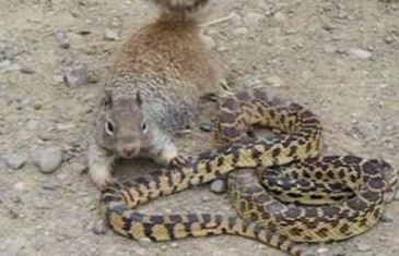 OVO DO SAD NISTE VIDJELI: Pogledajte kako je vjeverica napala i pojela zmiju…