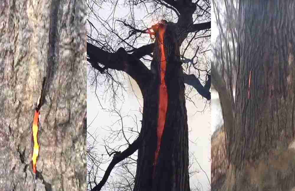 OVO DO SAD NIJE VIĐENO: Šetači u SAD-u otkrili drvo koje gori iznutra bez vidljivog razloga (FOTO/VIDEO)