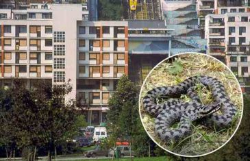 GRAĐANI U PANICI: U naselju Ciglane, u centru Sarajeva, viđena opasna zmija šarka!?