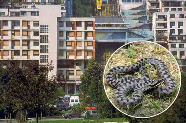 GRAĐANI U PANICI: U naselju Ciglane, u centru Sarajeva, viđena opasna zmija šarka!?