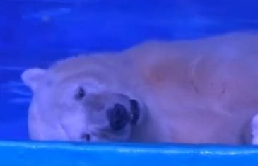 Polarni medvjed rastužio svijet: Njegov pogled govori sve