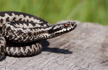 Zašto pri susretu sa zmijom treba udarati nogom u zemlju