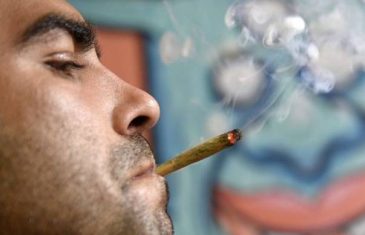 Naučnici otkrili koliko marihuane može da ubije