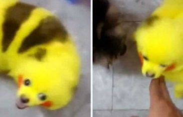 Vlasnik obojio psa da liči na Pikachua