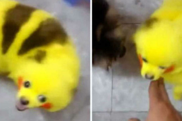 Vlasnik obojio psa da liči na Pikachua