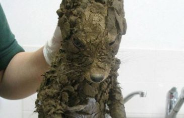U blatu pronašli misterioznu životinju. Kad su je oprali, ZAPREPASTILI SU SE, jer to nije bio pas!