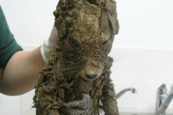 U blatu pronašli misterioznu životinju. Kad su je oprali, ZAPREPASTILI SU SE, jer to nije bio pas!