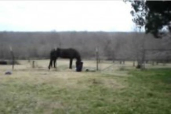 Čovjek je uključio kameru kada je vidio da njegov konj radi nešto neobično. Kada se približio