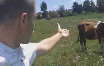 Bosanac kupio kravu iz Njemačke – Njegov “razgovor” sa njom će vas nasmijati do suza…