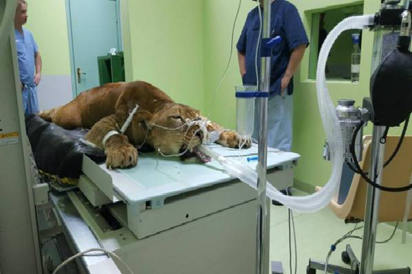 Neobičan pacijent: Pogledajte kako se liječi lavica na Veterinarskom fakultetu u Sarajevu