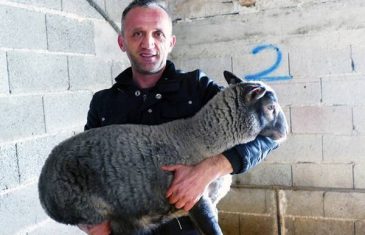 Veterinar u BiH uzgaja najplodnije ovce: Nije mi jasno što ljudi idu u “bijeli svijet”