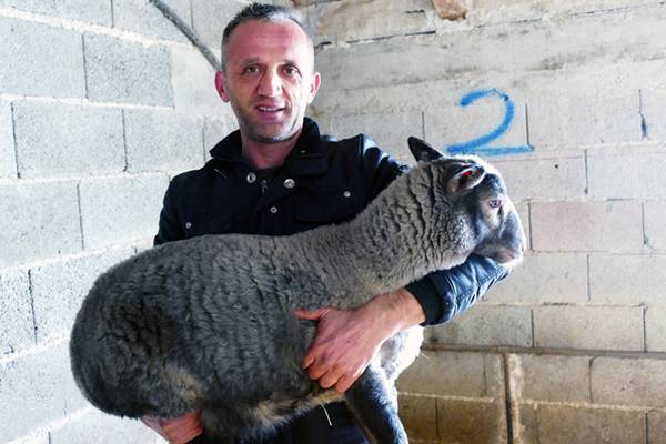 Veterinar u BiH uzgaja najplodnije ovce: Nije mi jasno što ljudi idu u “bijeli svijet”