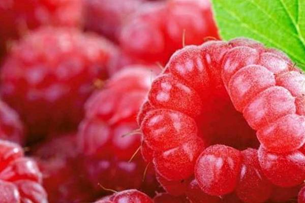 Ljekovita biljka – Malina – Ljekovita svojstva ovih crvenih plodova su mnogobrojna, samo ih treba znati iskoristiti