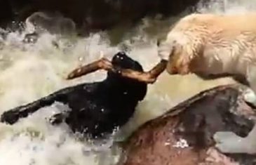 HEROJSKO SRCE: Labrador spašava drugog psa iz NABUJALE VODE!(VIDEO)