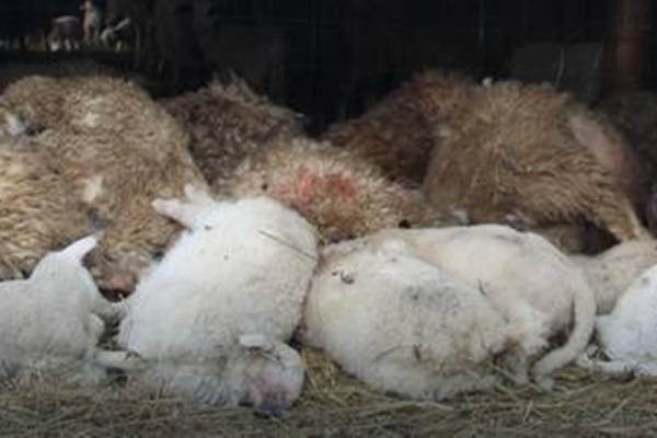 Mještani u panici: Leševi 200 ovaca razbacani u šumi kod Dervente (UZNEMIRUJUĆE FOTOGRAFIJE)
