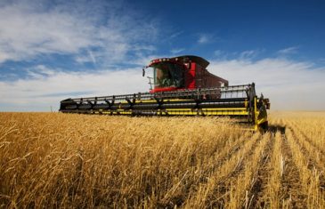 Nova bolest širi se Evropom: Ljudi će bez pšenice umirati