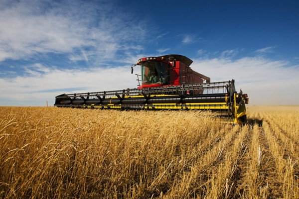 Nova bolest širi se Evropom: Ljudi će bez pšenice umirati