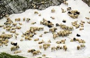 Foča: Od plavog jezika uginulo 1.530 ovaca