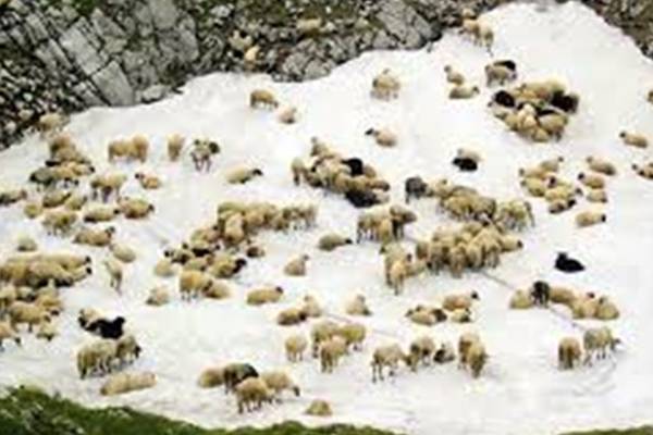 Foča: Od plavog jezika uginulo 1.530 ovaca