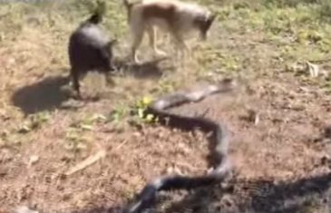 Obračun tri psa i gmaza: Slučajno joj u dvorište zalutala kraljevska kobra, ali zmija nije računala na ljubimce