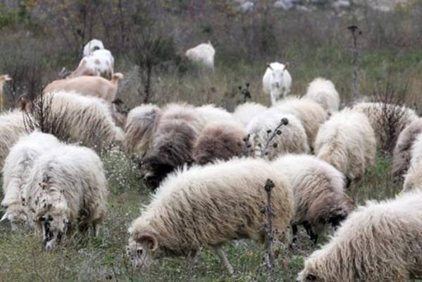 Bankrotirala: Folkerka napušta estradu i odlazi da čuva ovce!