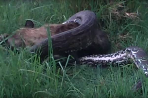 Džinovski piton ulovio opasnu hijenu, u okršaju dva hladnokrvna neprijatelja, samo jedan pobeđuje (VIDEO)