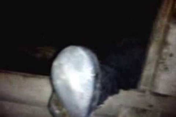 Pijani deda uspeo da uđe u kokošinjac, ali ne može da izađe iz njega (VIDEO)