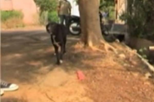 Žena brutalno ubila osam psića pred očima njihove majke, a razlog će vas dokrajčiti(VIDEO)