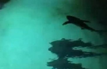Što mu je ovo trebalo: Pijan skočio u bazen pun morskih pasa i požalio (VIDEO)