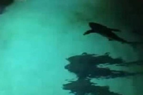Što mu je ovo trebalo: Pijan skočio u bazen pun morskih pasa i požalio (VIDEO)