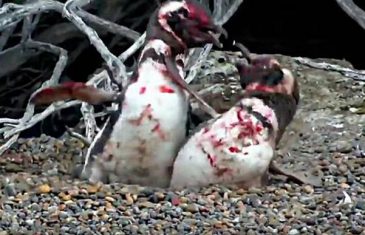 (VIDEO) Pingvin uhvatio svoju ženku sa drugim, a onda je uslijedila krvava tuča