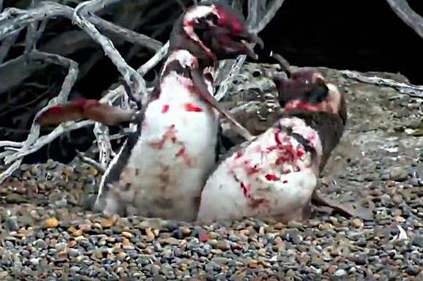 (VIDEO) Pingvin uhvatio svoju ženku sa drugim, a onda je uslijedila krvava tuča