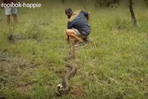 (VIDEO) MUKA DA TI PRIPADNE! Zmija “povratila” celu antilopu