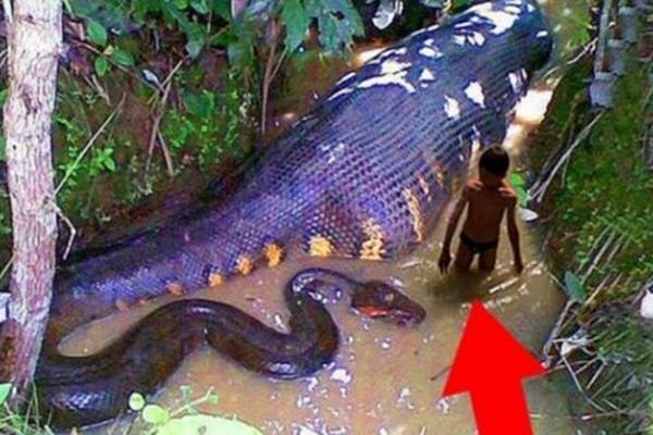 Ovo su najsmrtonosnija stvorenja koja možete naći u Amazonu! Na 0:30 minuta ćete ostati bez daha!