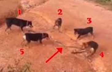 5 pasa se udružilo u napadu na džinovsku kraljevsku kobru, njihova taktika u borbi je neviđena (VIDEO)