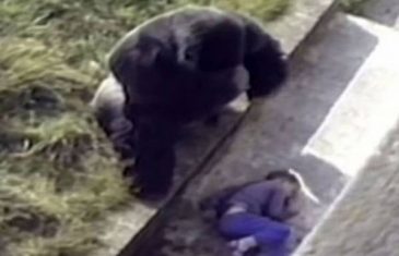 5-godišnji dječak upao je u gorilin kavez! Pogledajte reakciju mužjaka gorile..(video)