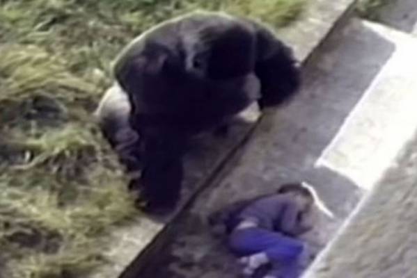 5-godišnji dječak upao je u gorilin kavez! Pogledajte reakciju mužjaka gorile..(video)
