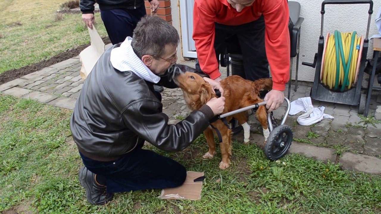 Dobri pas Lajka ponovo može da hoda: Slomljena mu je kičma, ali to nije sprečilo ove divne ljude da mu pomognu (FOTO) (VIDEO)
