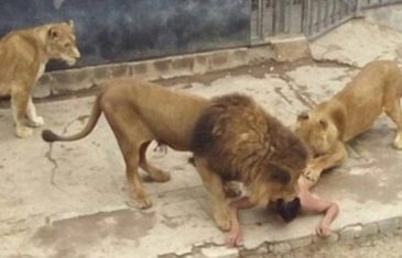STRAŠNO: Muškarac se skinuo gol i skočio u kavez s lavovima u zoološkom vrtu