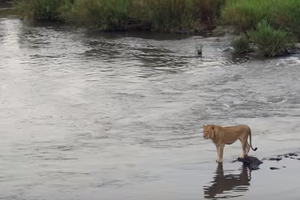 Pogledajte šta se desi kad se lav zezne pa uđe u rijeku a čeka ga krokodil (video)