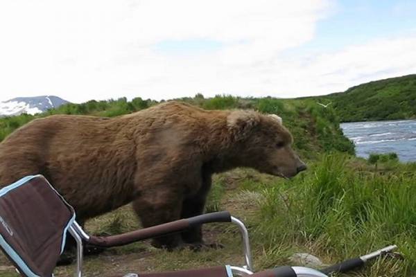 Sjedio je pored rijeke kada je prišao medvjed, nije mogao vjerovati šta se desilo (VIDEO)