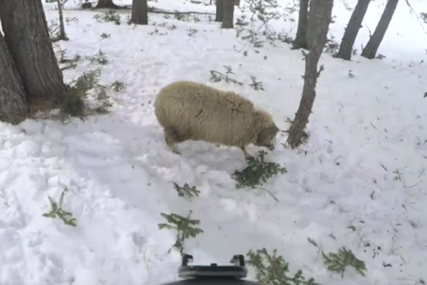 Bizarno: Jeste li na skijaškoj stazi ikad naletjeli na – ovcu? (VIDEO)