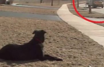 Zašto pas čeka školski autobus: Odgovor će vas dirnuti pravo u srce! (VIDEO)