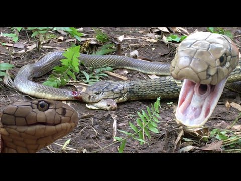 Rijetka snimka: Kobra pljuvačica protiv ogromne kraljevske kobre u borbi do smrti (VIDEO)