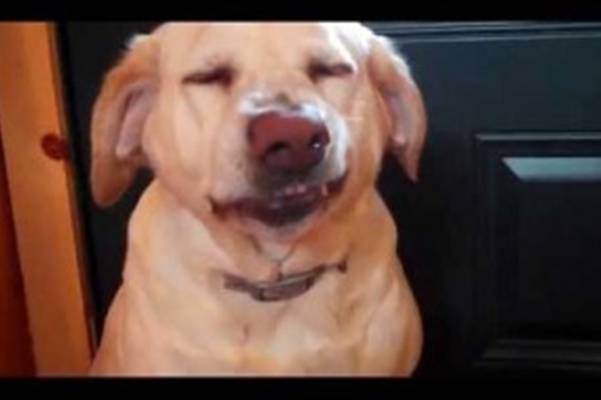 [VIDEO] Pitao je svoje pse ko je od njih pojeo svu mačju hranu. Reakcija jednog psa DOVEŠĆE VAS DO SUZA